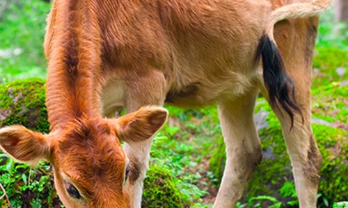 cow